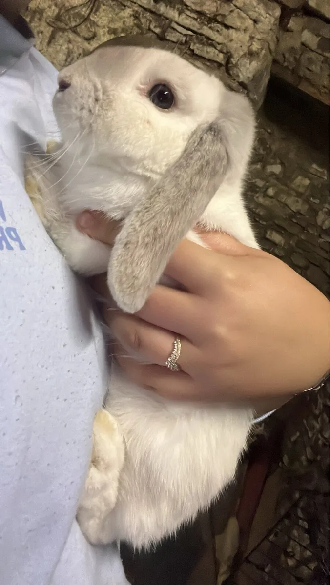 Rabbit - Image 1