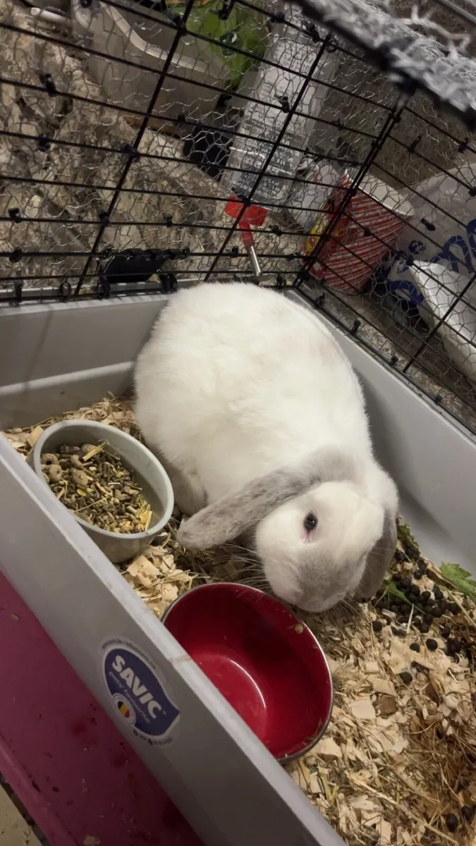 Rabbit - Image 2