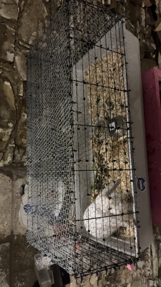 Rabbit - Image 3