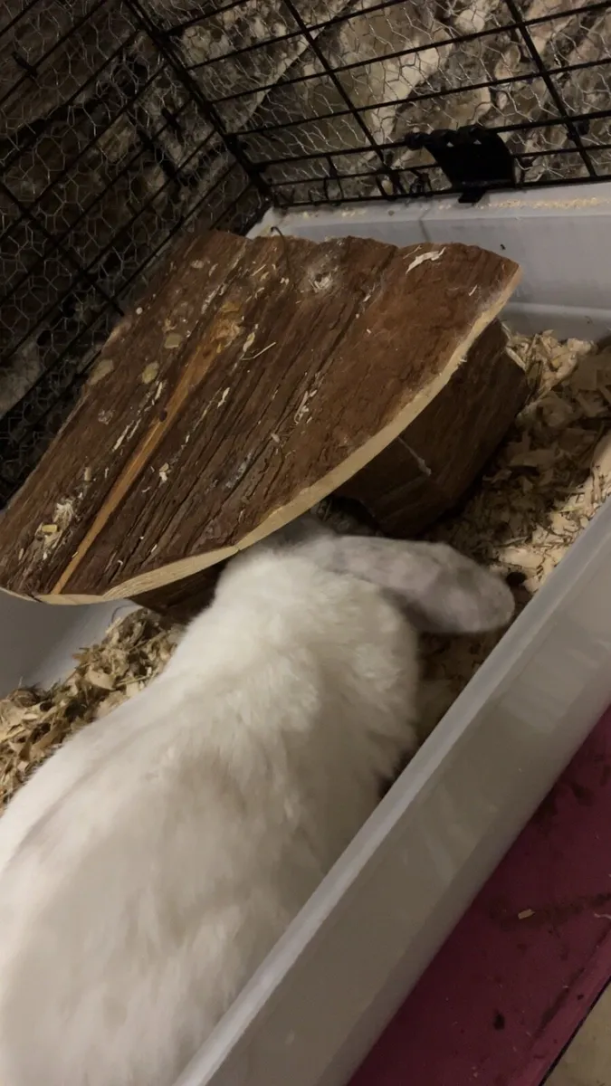 Rabbit - Image 4