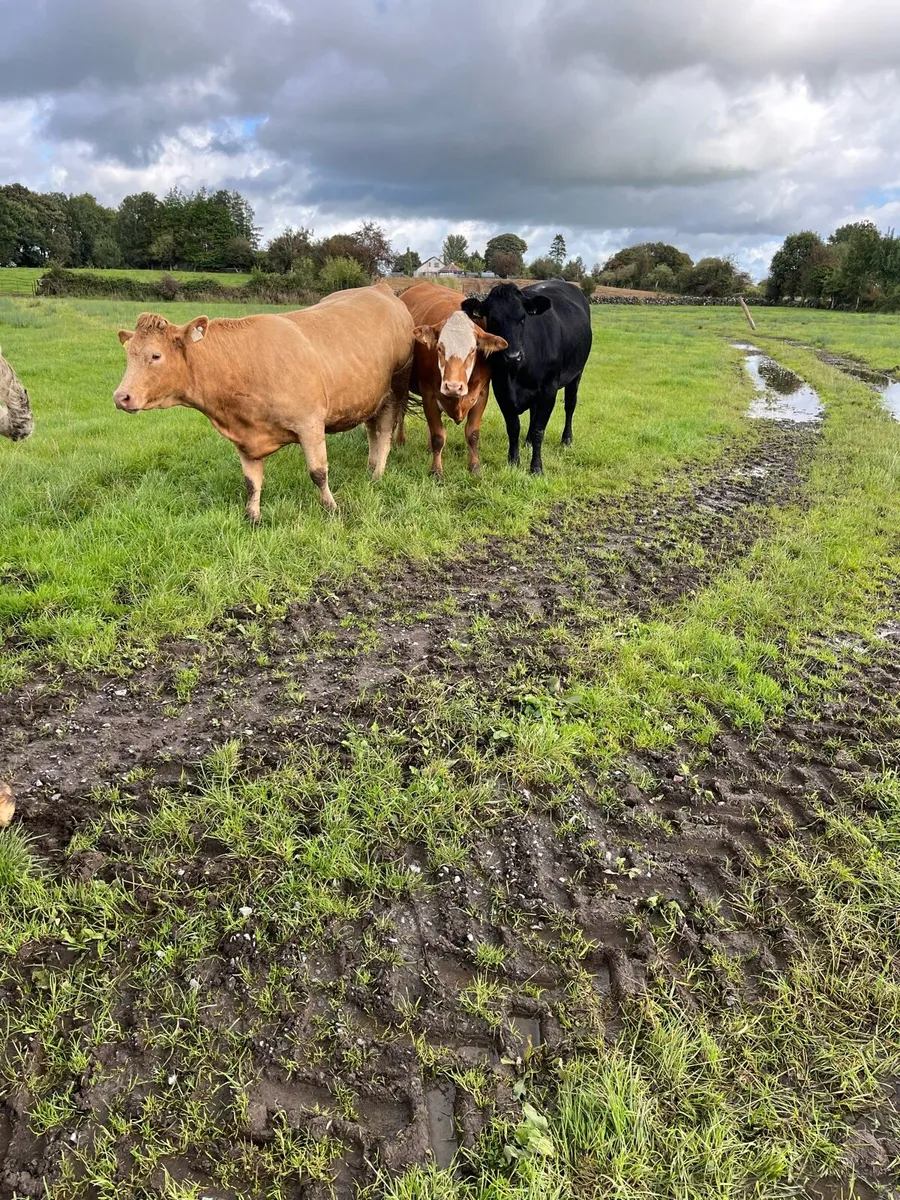 2 Purebred Simmentals - Image 2
