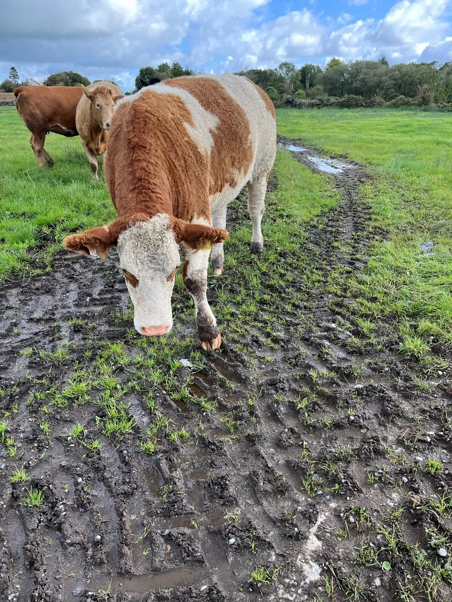 2 Purebred Simmentals - Image 1