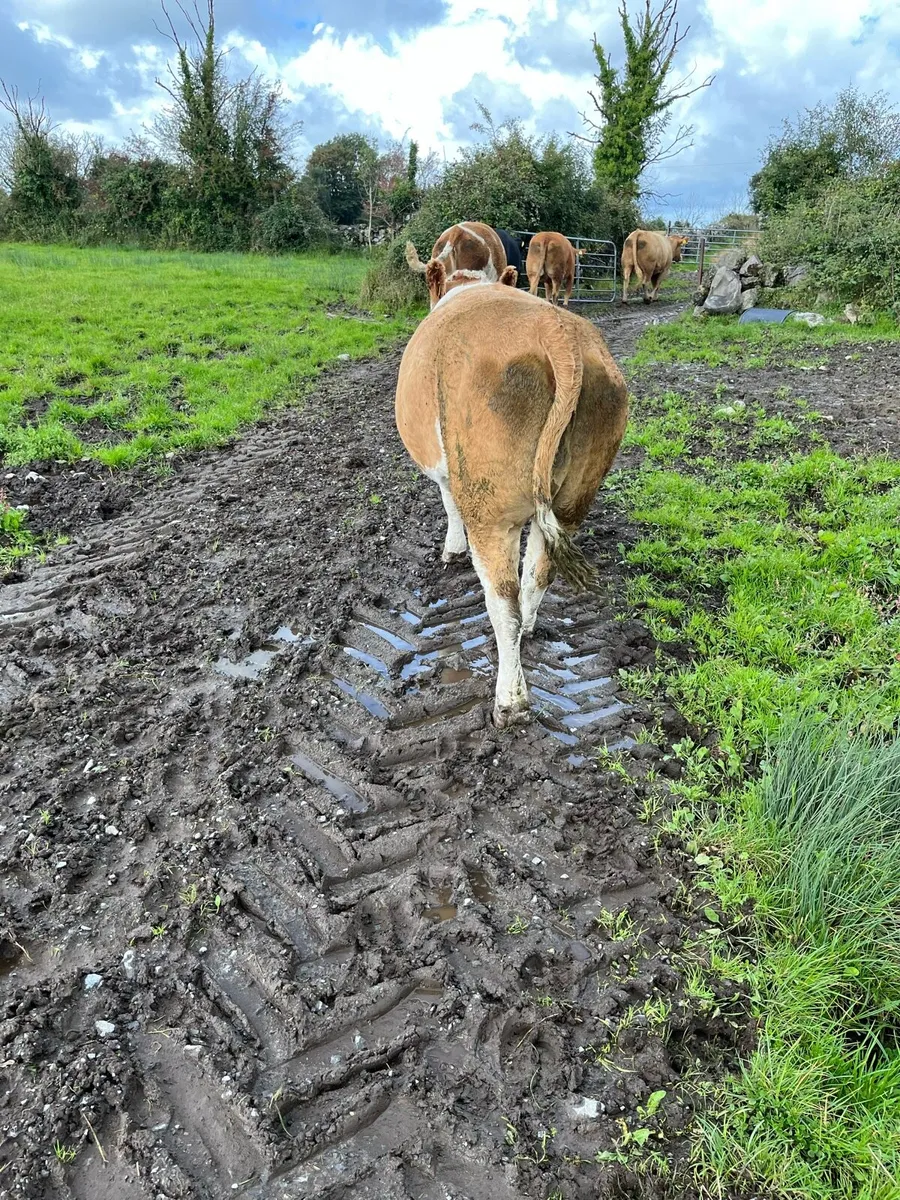 2 Purebred Simmentals - Image 3