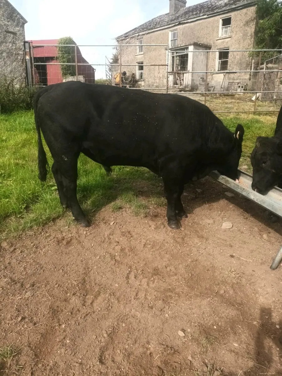 Aberdeen Angus Bulls - Image 1
