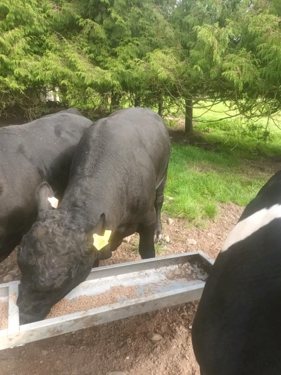 Aberdeen Angus Bulls - Image 3