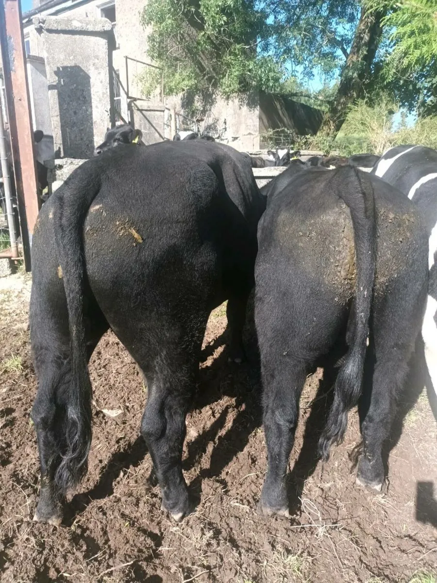 Aberdeen Angus Bulls - Image 4