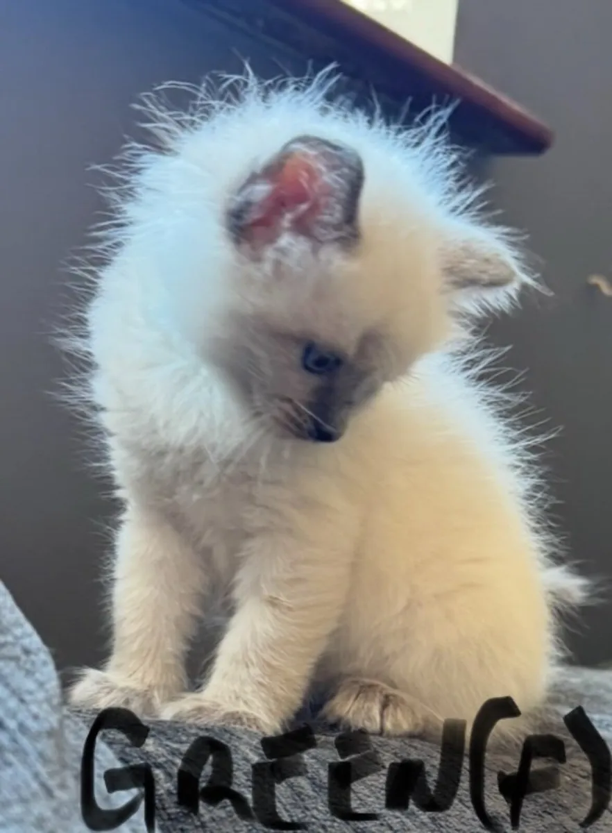 Ragdoll kittens ( Only 1 left ) Female - Image 1