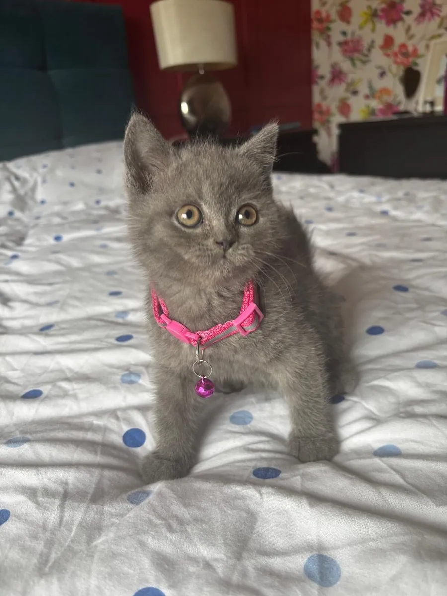 British Shorthair - Image 1