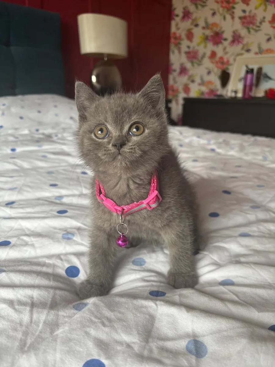 British Shorthair - Image 2