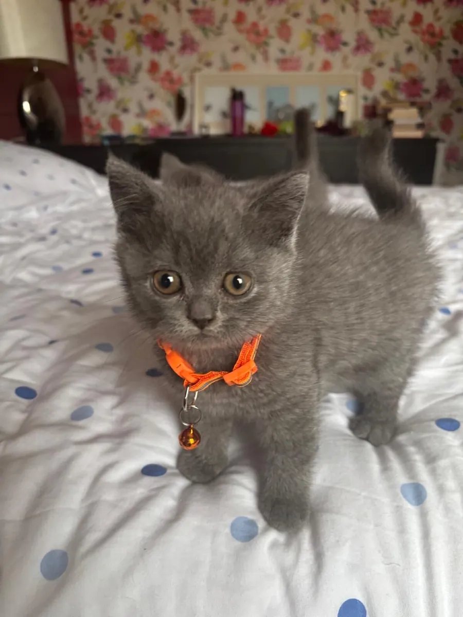 British Shorthair - Image 3