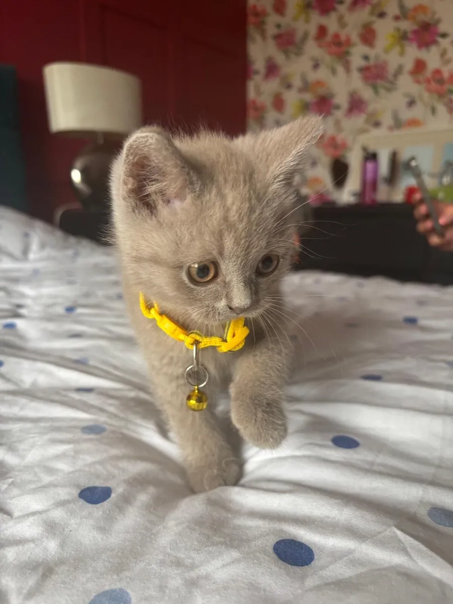 British Shorthair - Image 4