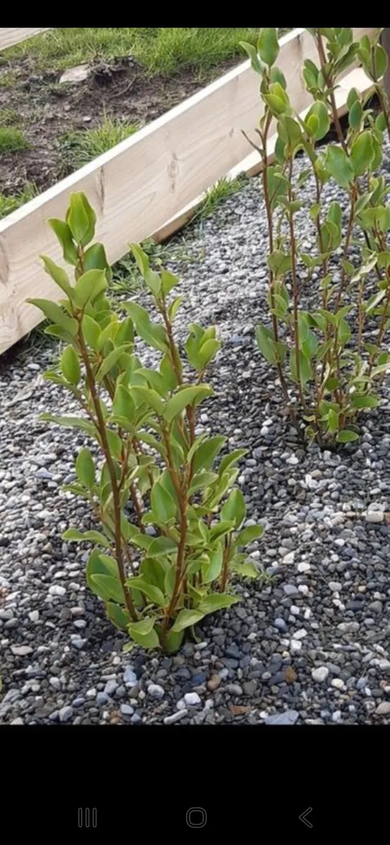 Griselinia - Image 3