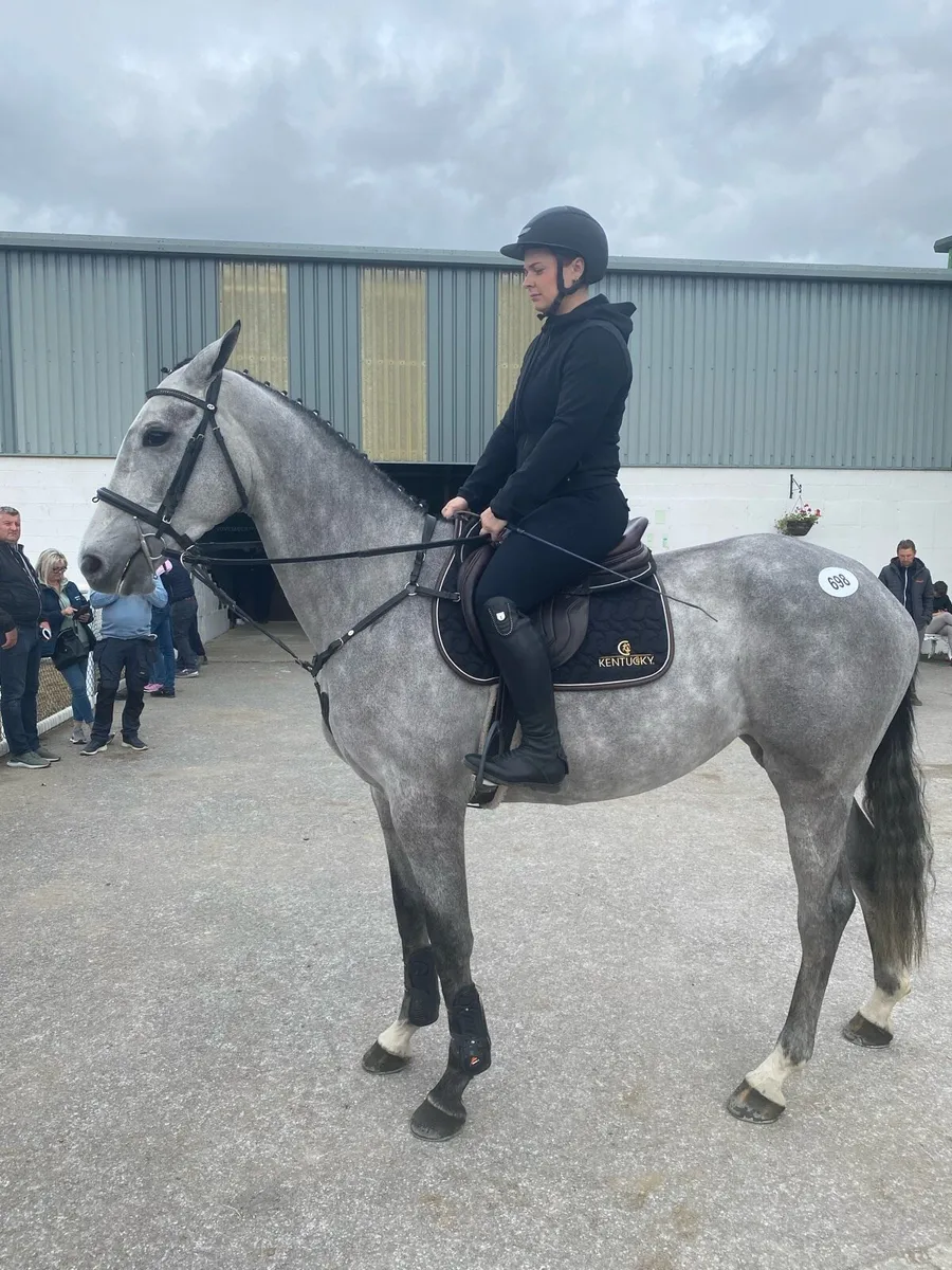 16’1 grey filly horse