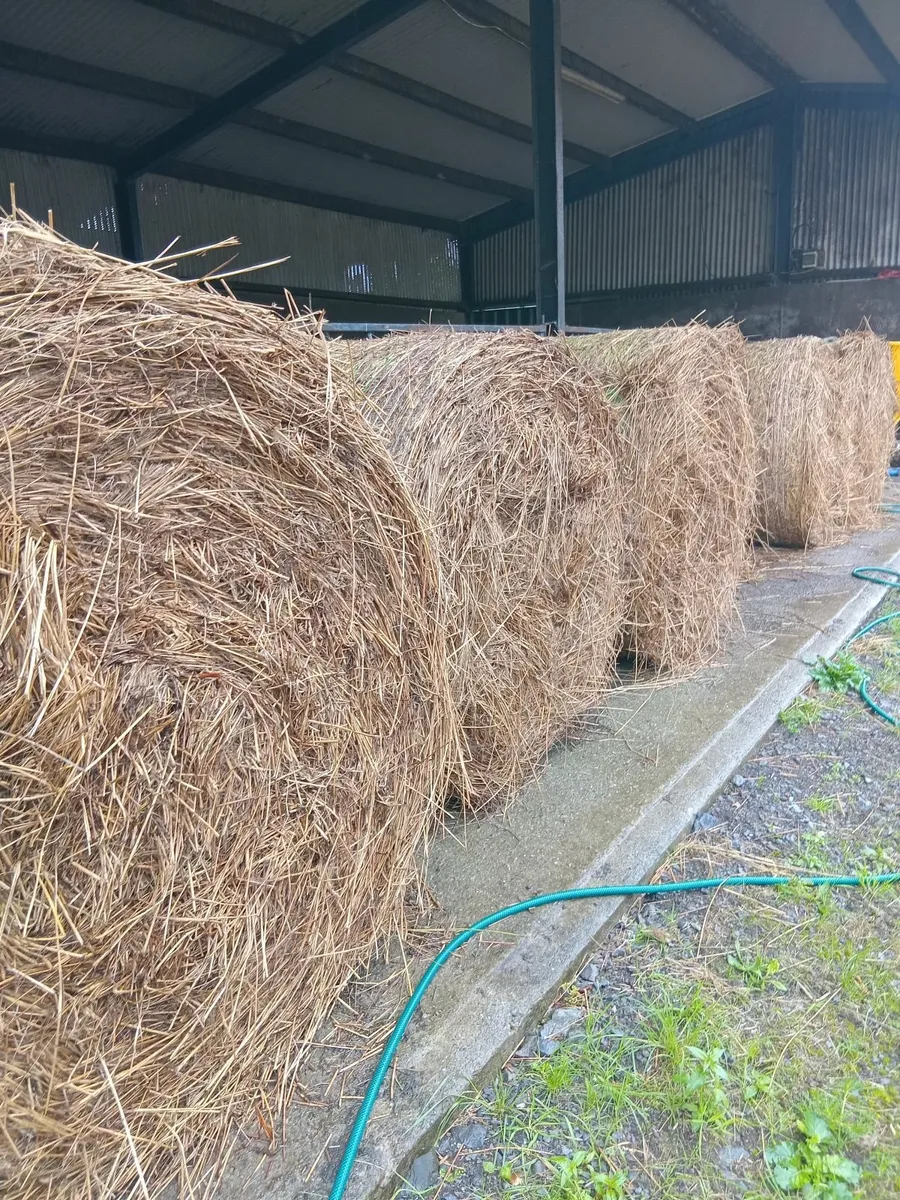 Rush bales - Image 1