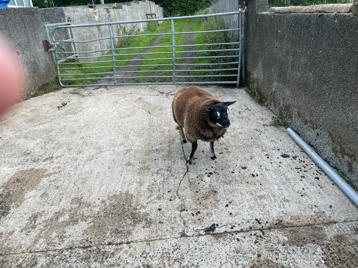 Pd badgerfaced ram lambs - Image 3