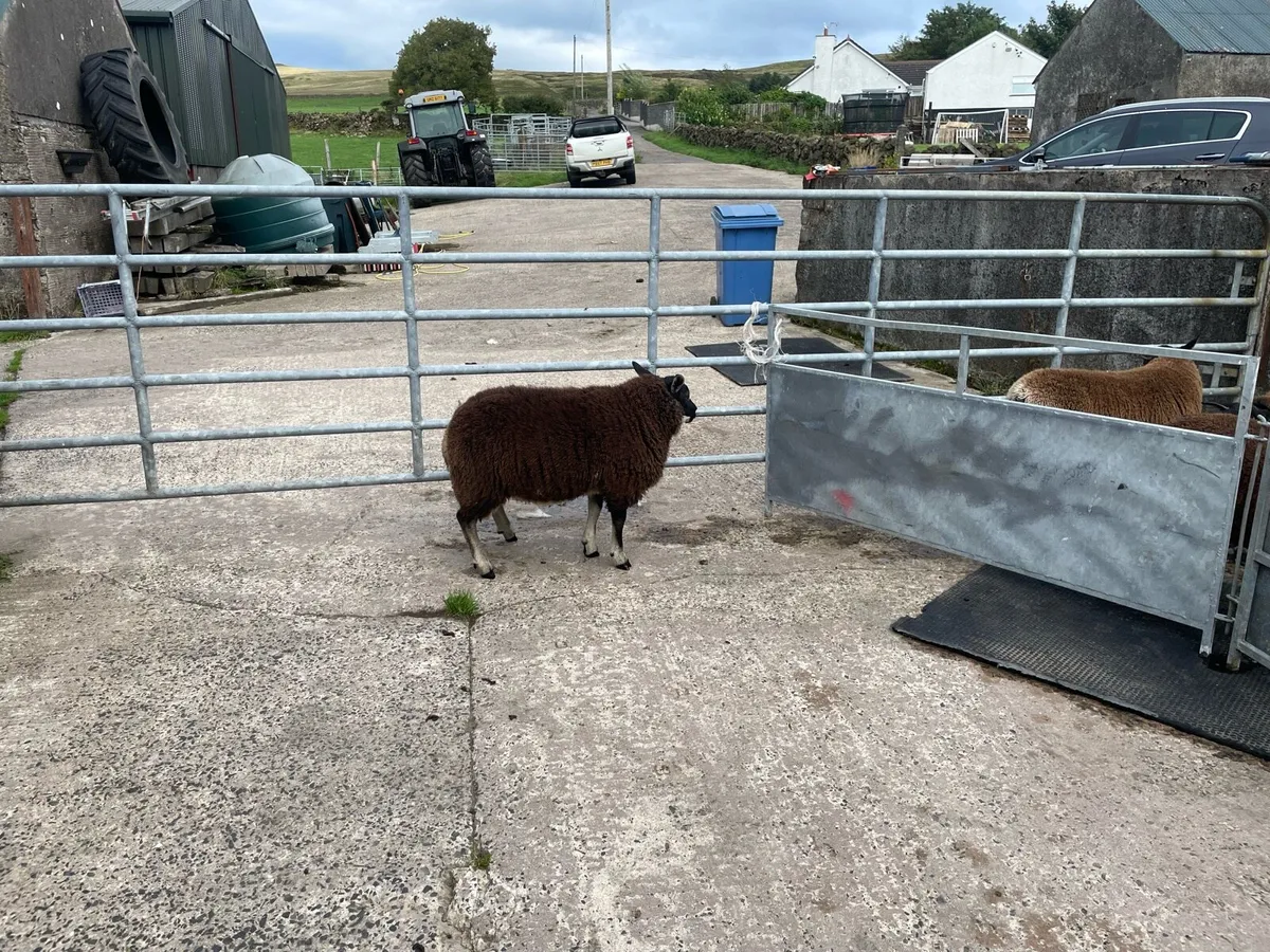 Pd badgerfaced ram lambs - Image 4
