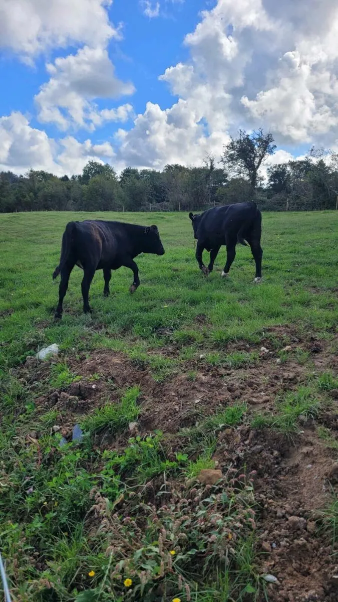 1 lim and 1 angus heifer - Image 1