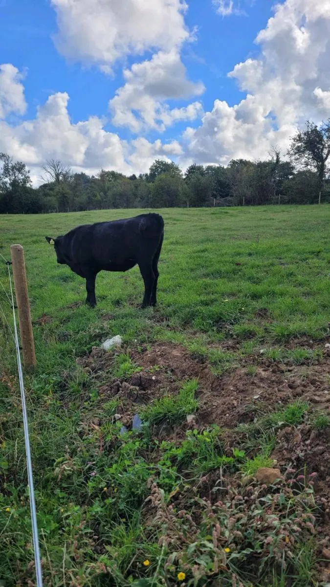 1 lim and 1 angus heifer - Image 3