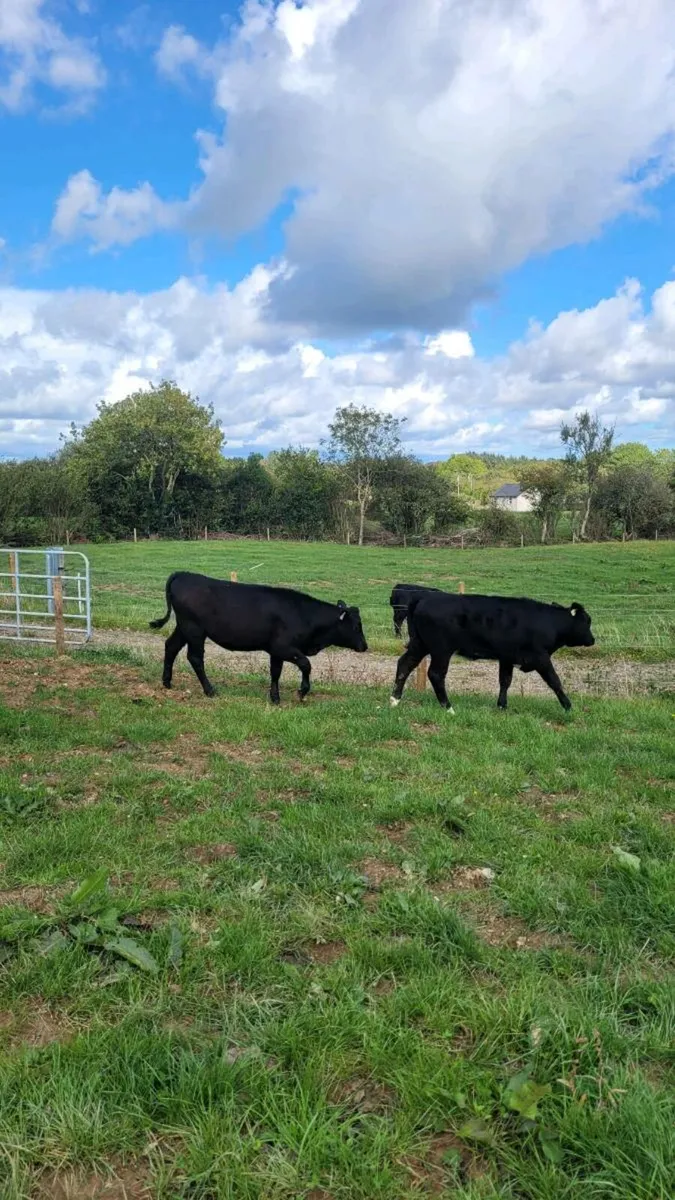 1 lim and 1 angus heifer - Image 4