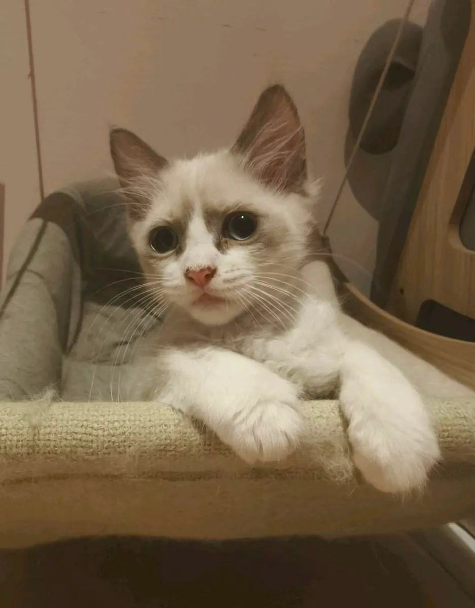 beautiful ragdoll x Sphynx kitten - Image 1
