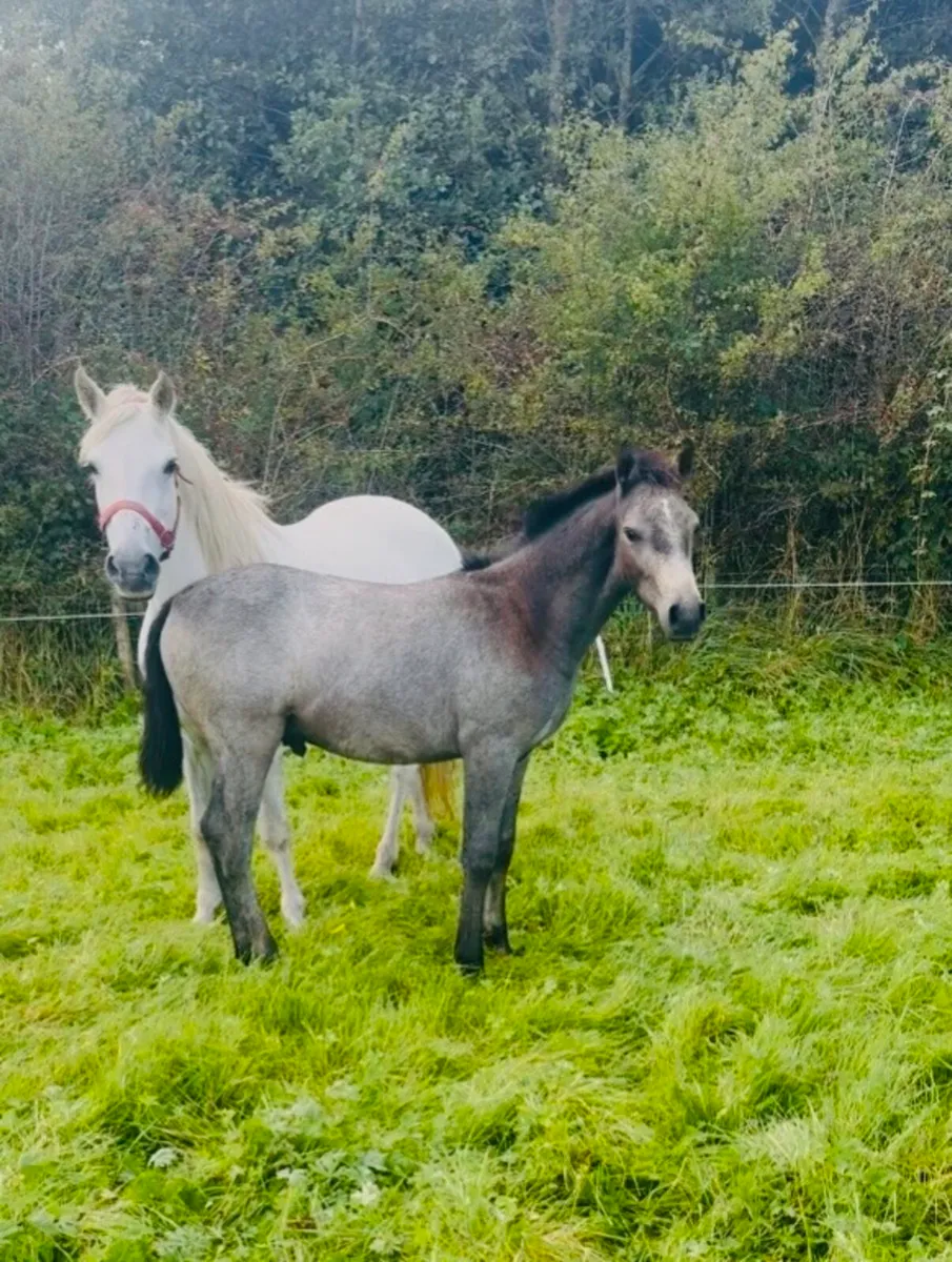 ***Super Connemara Colt Foal*** - Image 2