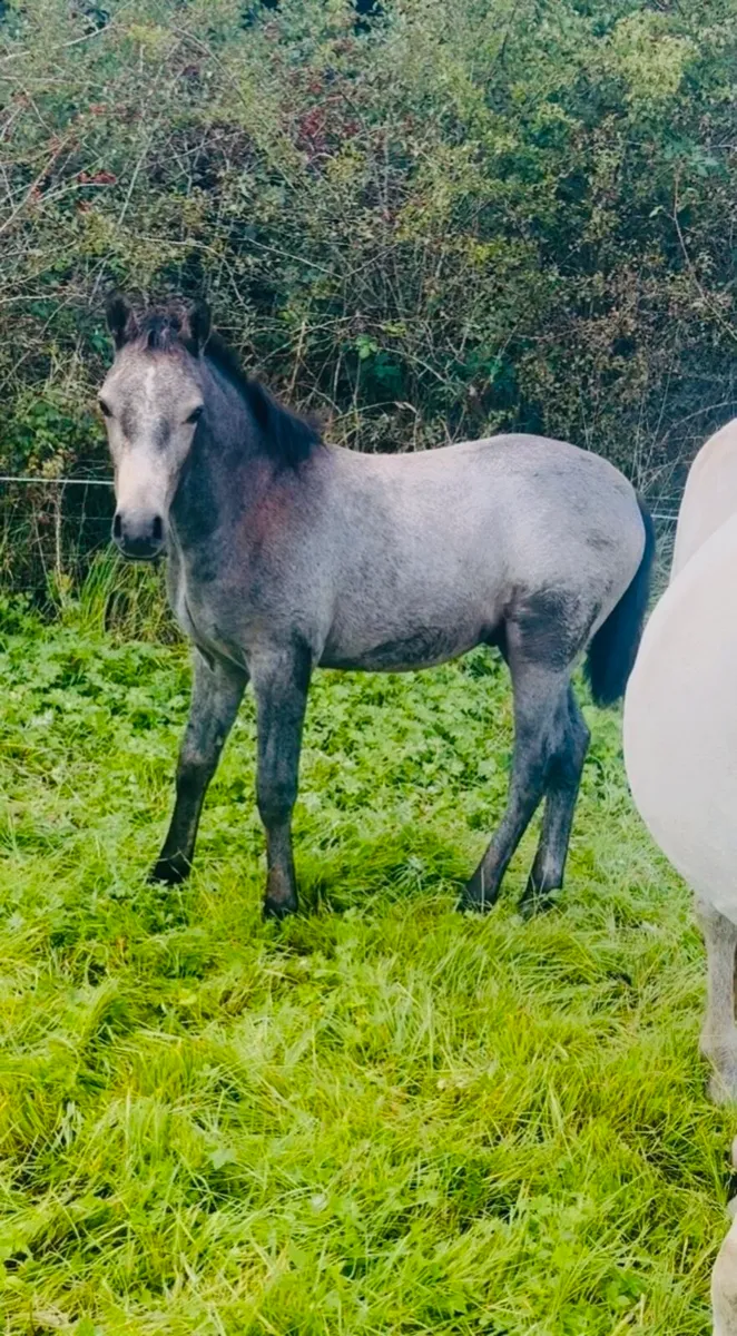 ***Super Connemara Colt Foal*** - Image 4