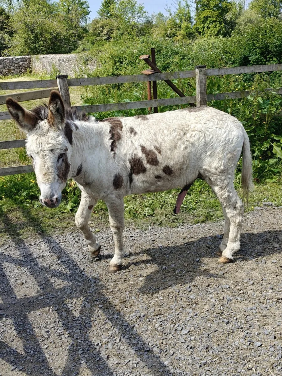 Donkey - Image 1