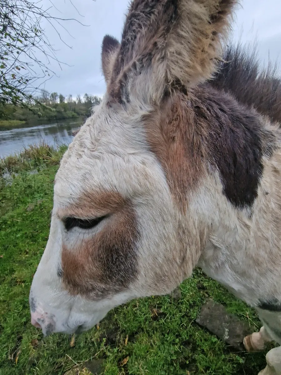 Donkey - Image 2