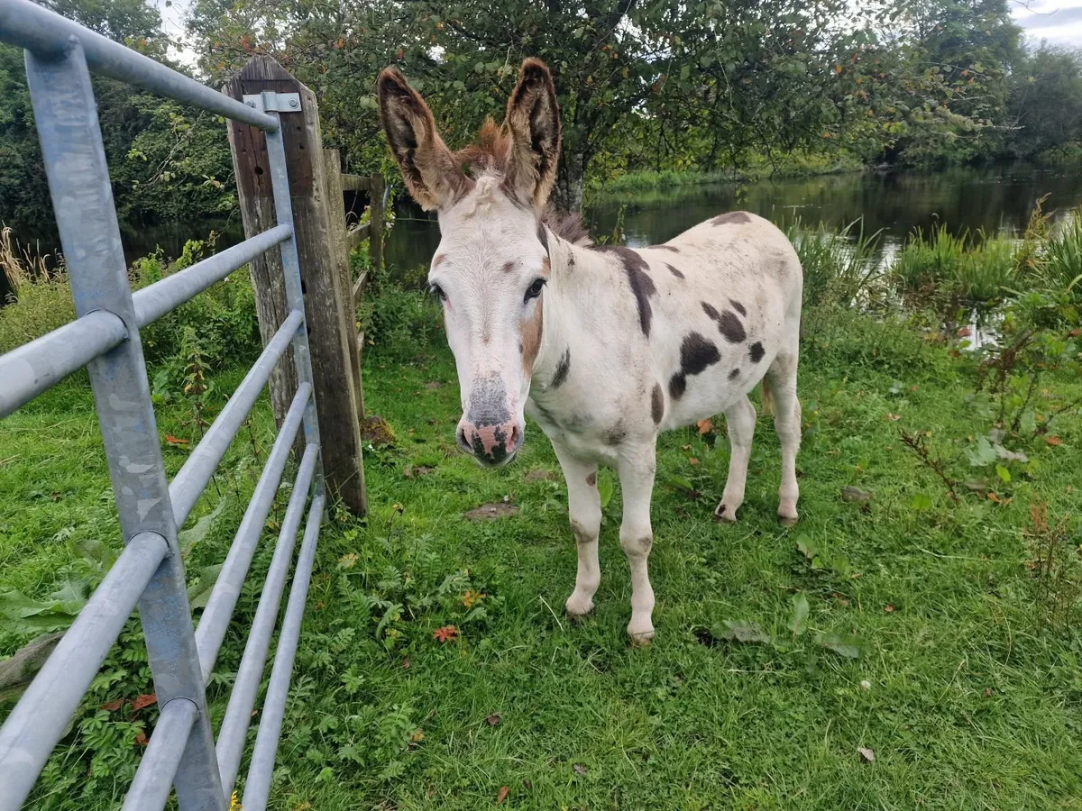 Donkey - Image 3