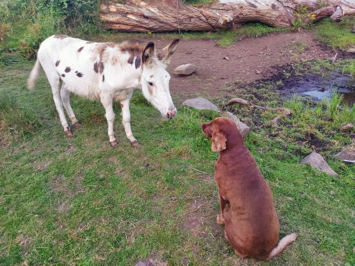 Donkey - Image 4