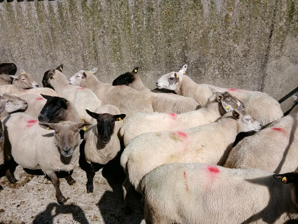 Suffock ewes - Image 2