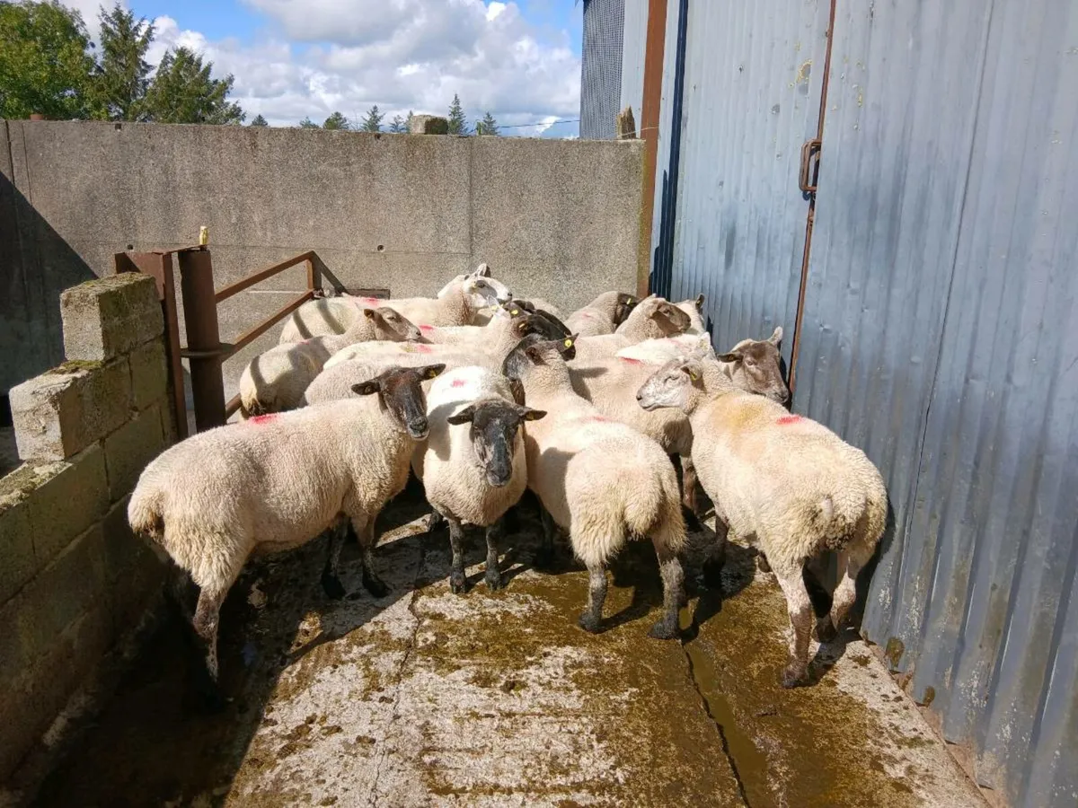 Suffock ewes - Image 3