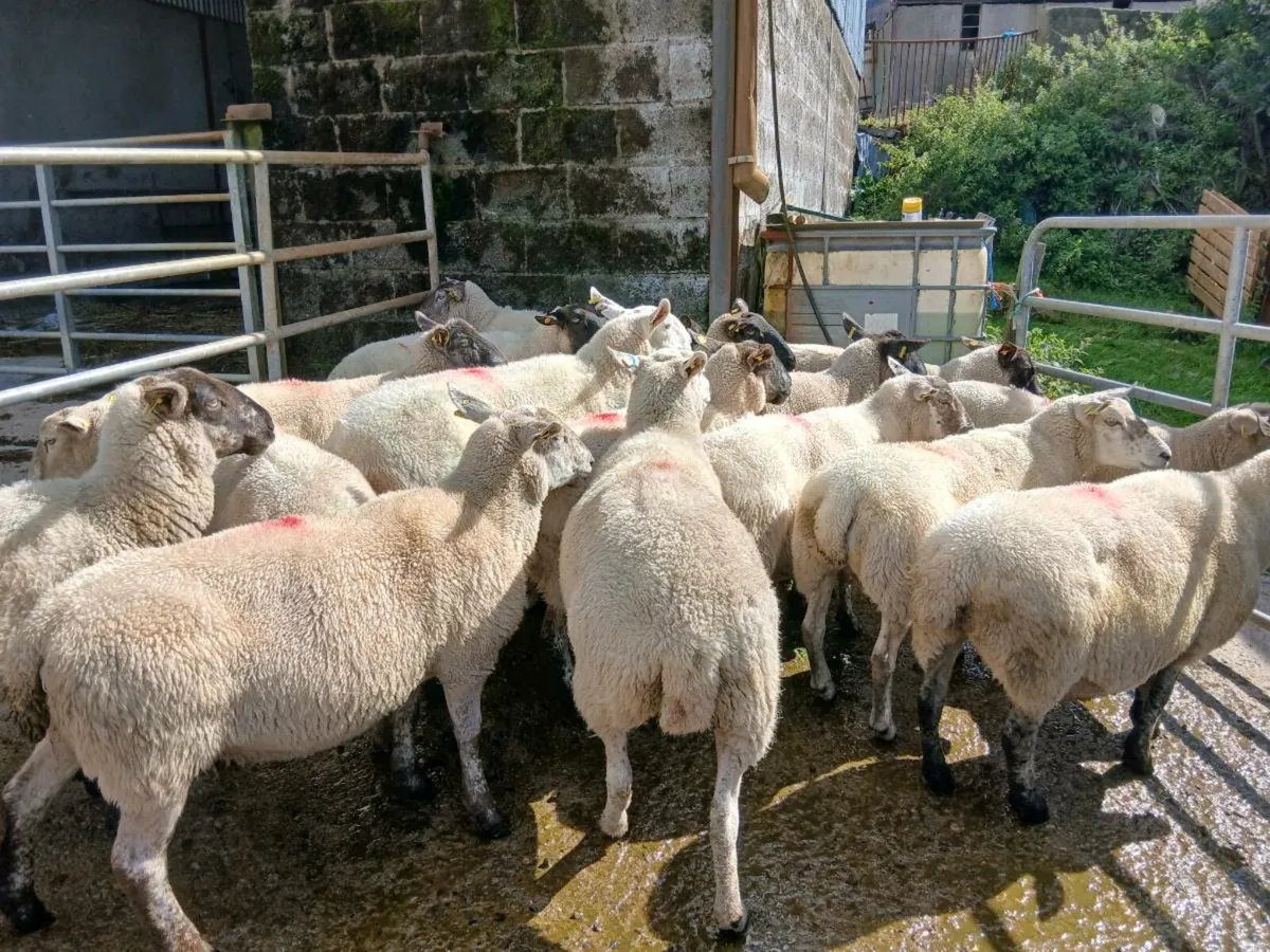 Suffock ewes - Image 4