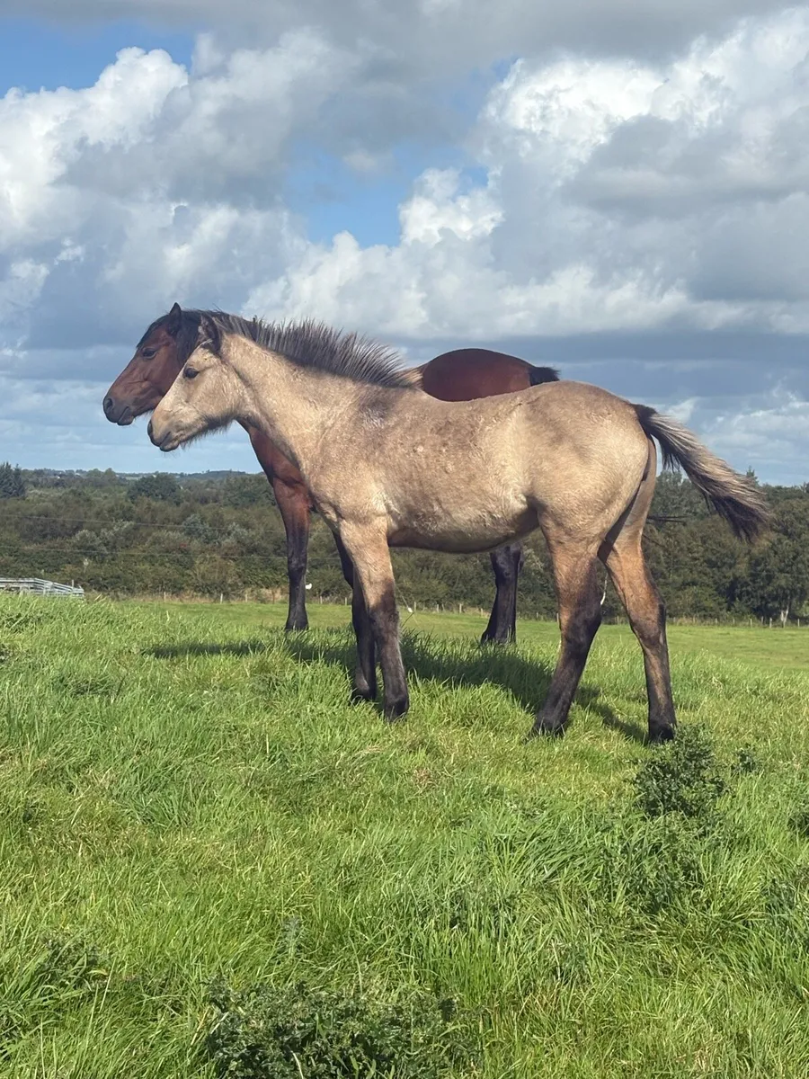 Ross fear Bui. Dun Connemara filly - Image 3