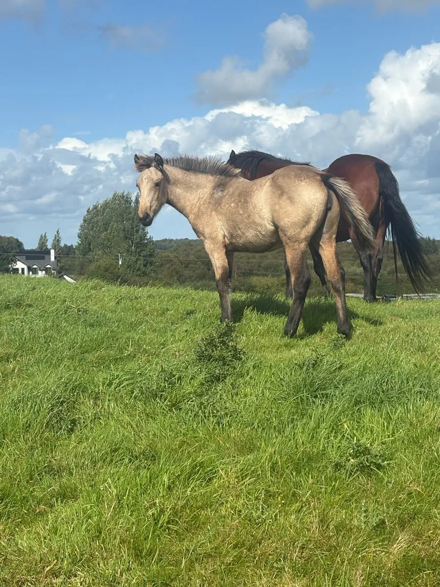 Ross fear Bui. Dun Connemara filly - Image 4