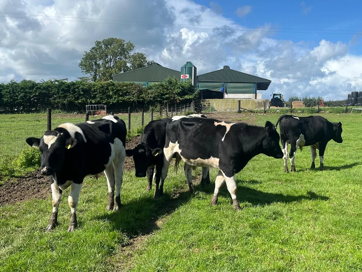 4 super  British Frisian bullocks - Image 1