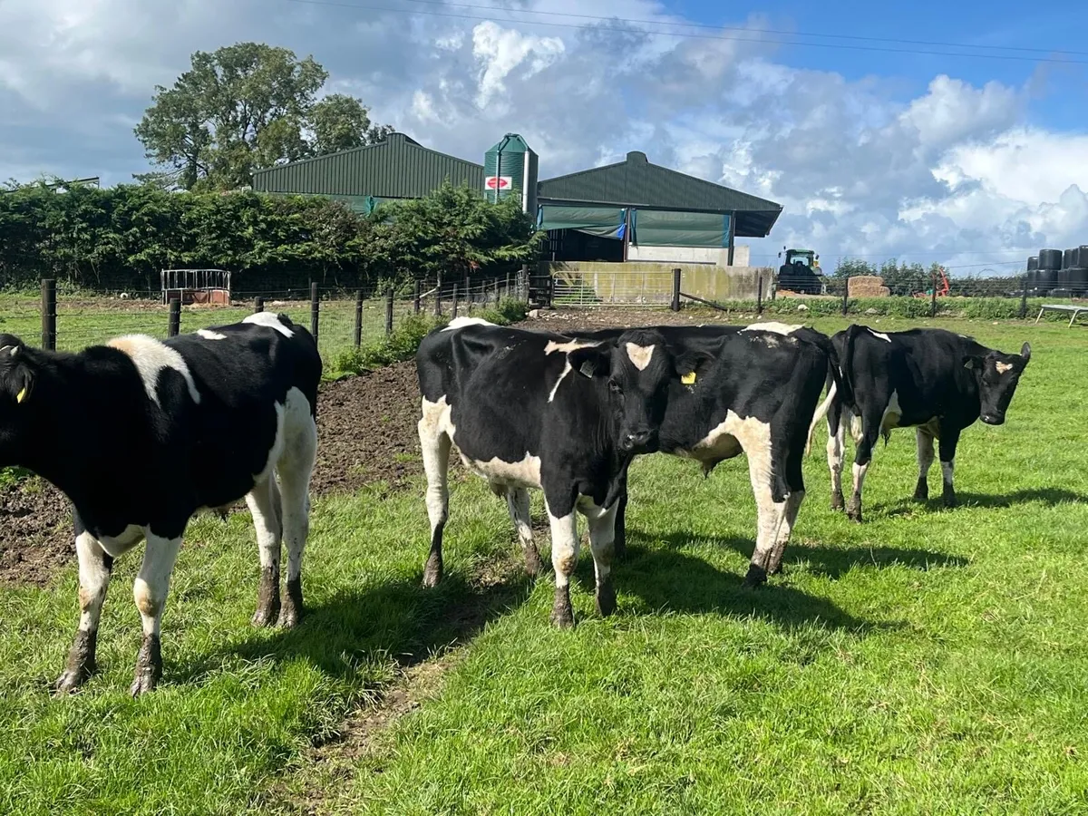 4 super  British Frisian bullocks - Image 2