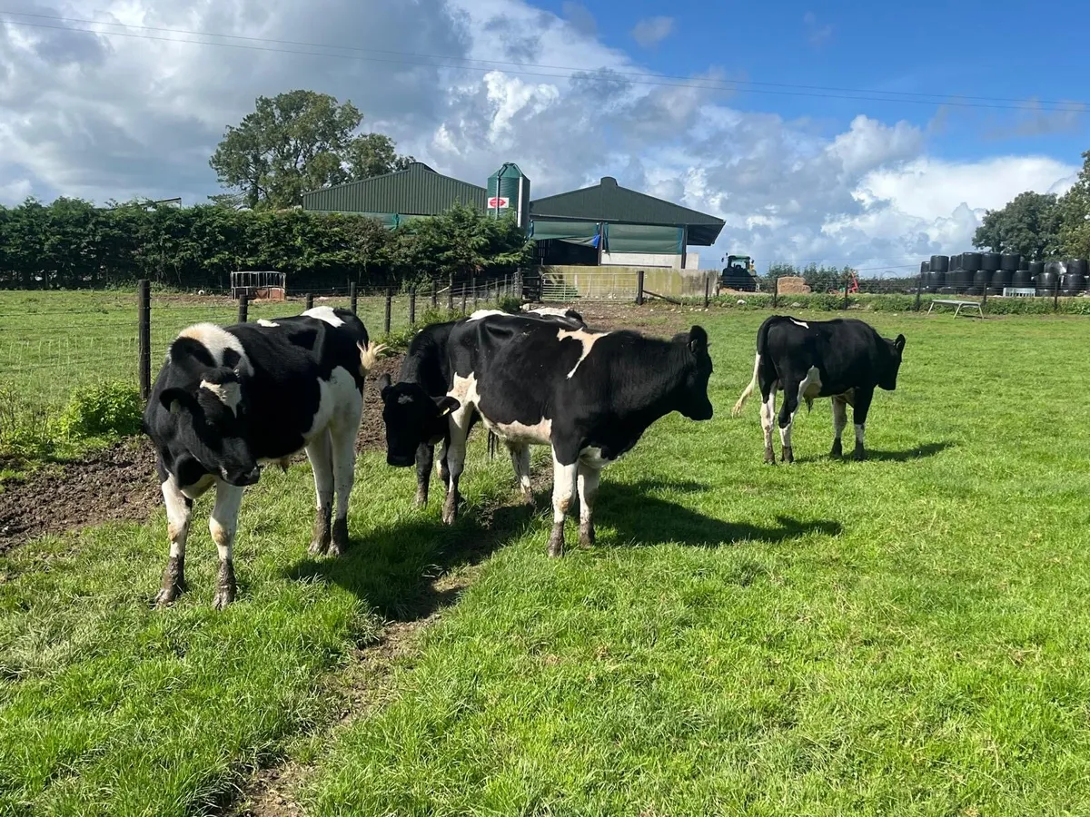 4 super  British Frisian bullocks - Image 3