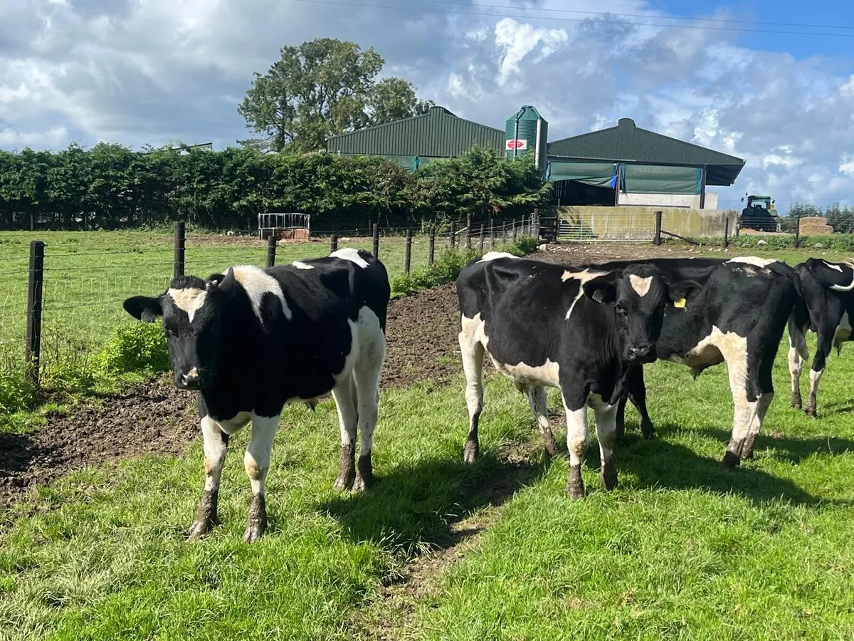 4 super  British Frisian bullocks - Image 4