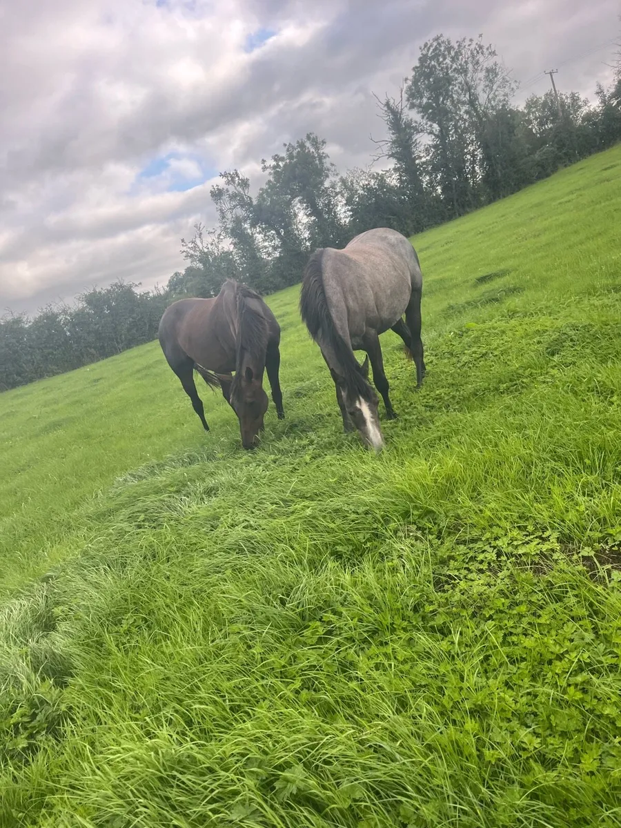 Horses - Image 1