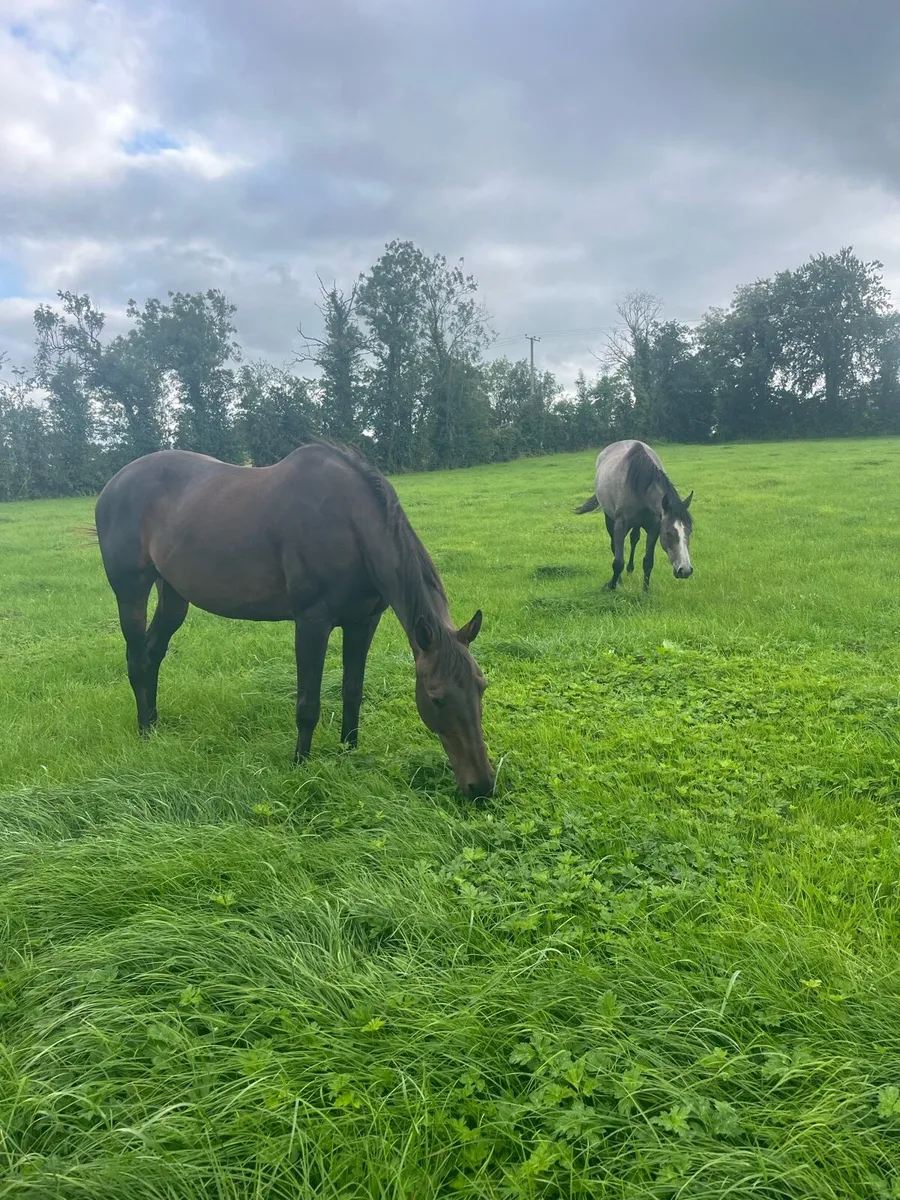 Horses - Image 2