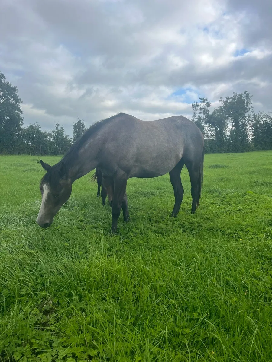 Horses - Image 3
