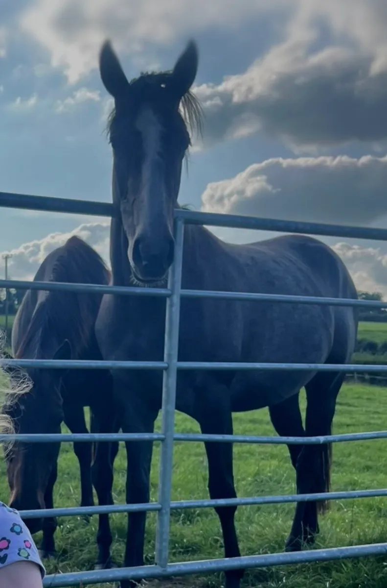 Horses - Image 4