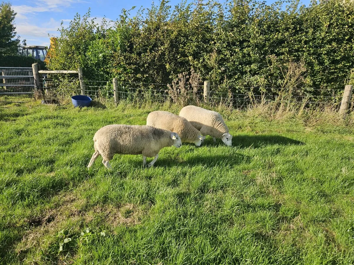 5 Star Lleyn ram lamb For Sale. - Image 2