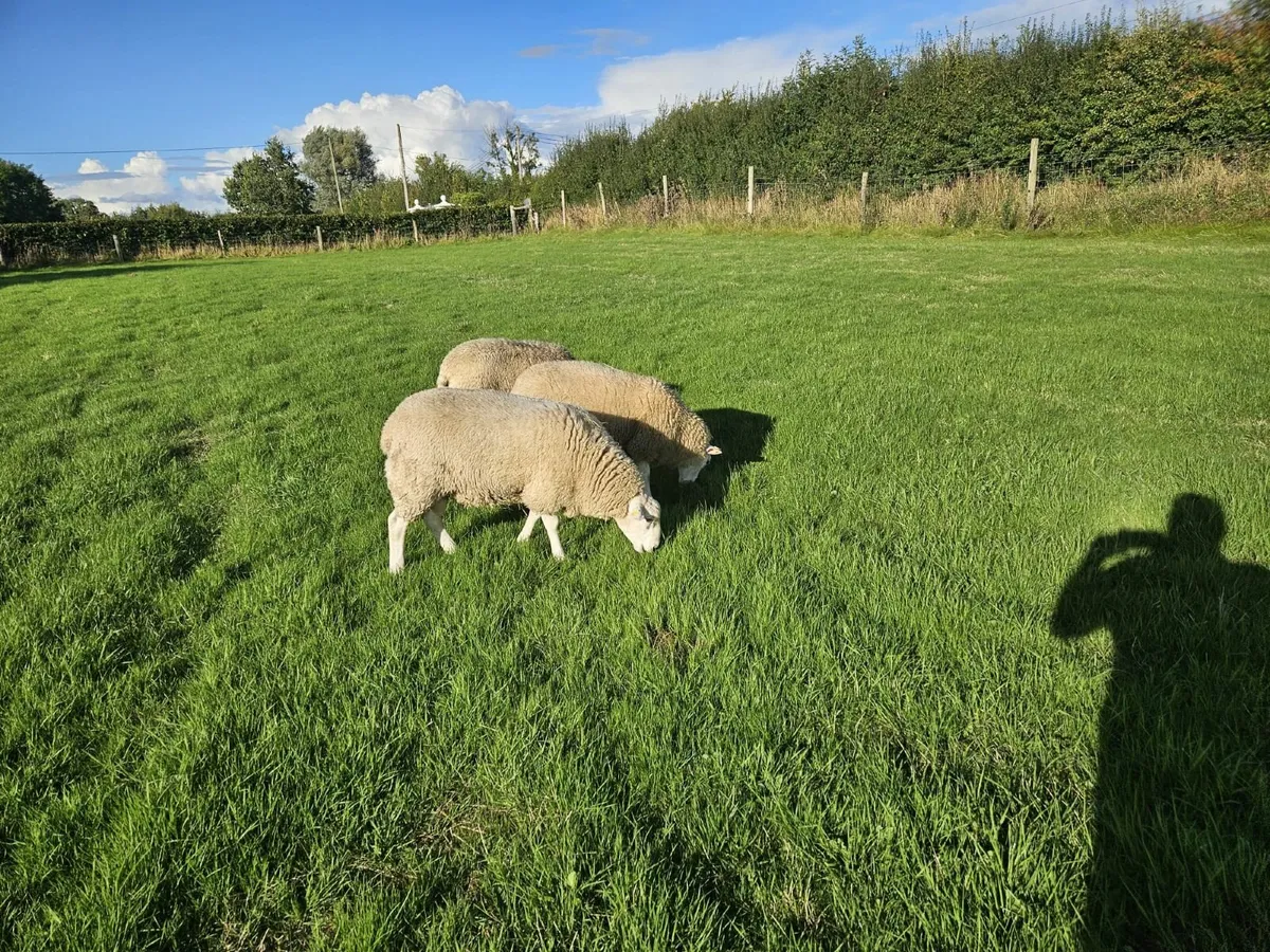 5 Star Lleyn ram lamb For Sale. - Image 3