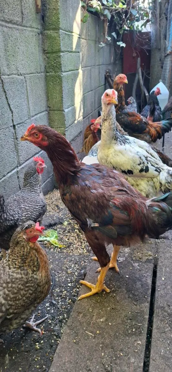 SHAMON Cocks - Image 1