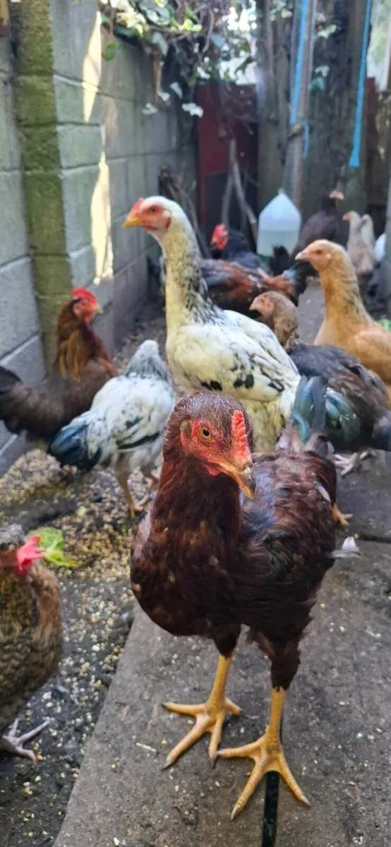 SHAMON Cocks - Image 2