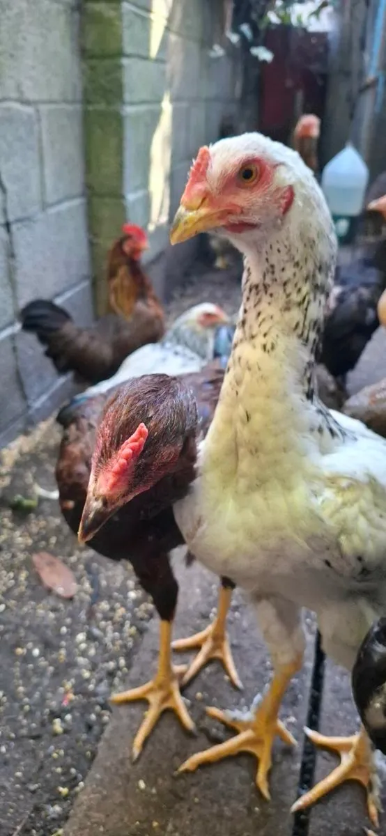 SHAMON Cocks - Image 3