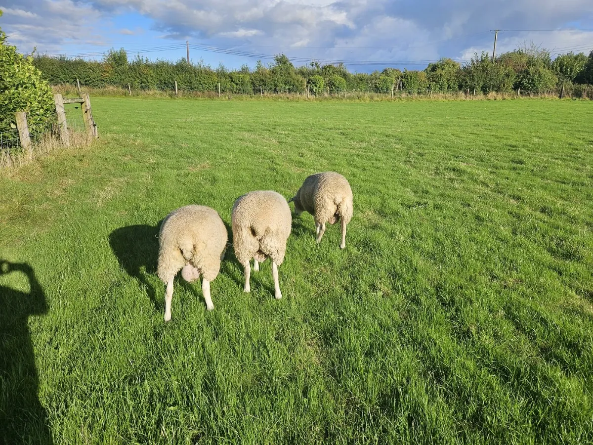 5 Star Lleyn ram lamb For Sale. - Image 4