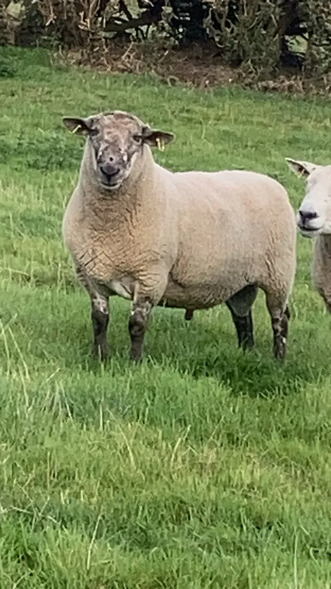 ⭐️⭐️ Brocky ram ⭐️⭐️ - Image 3